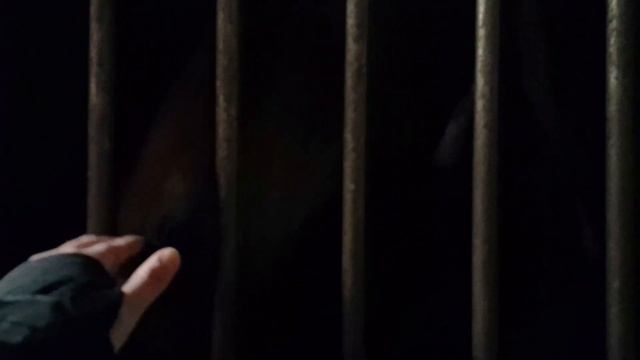 мои милые лошади смотреть онлайн