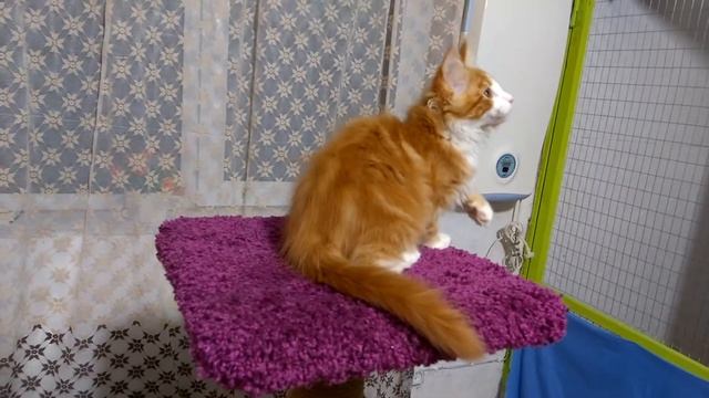 Котики мейн кун. Продажа. смотреть онлайн