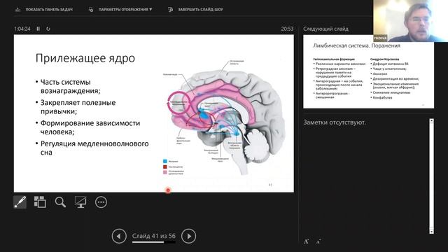7.2 Кора мозга