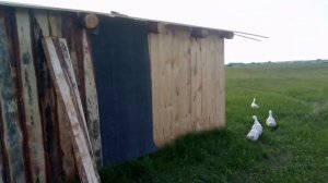 самая дешевая овчарня