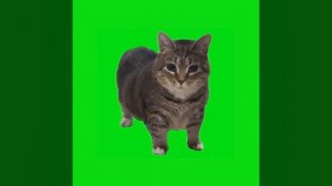 Уи Уа Кот