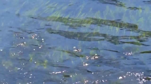 Звуки ручья, звуки природы, звуки леса. смотреть онлайн