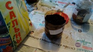 Каштан конский - стратификация и посадка семенами