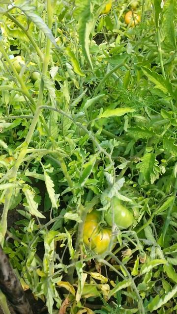 Двадцать четвёртый куст помидора тоже Бычье Сердце, а плоды зелёные у него Тридцать Первого Июля смотреть онлайн