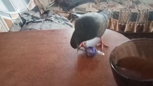 Домашний голубь