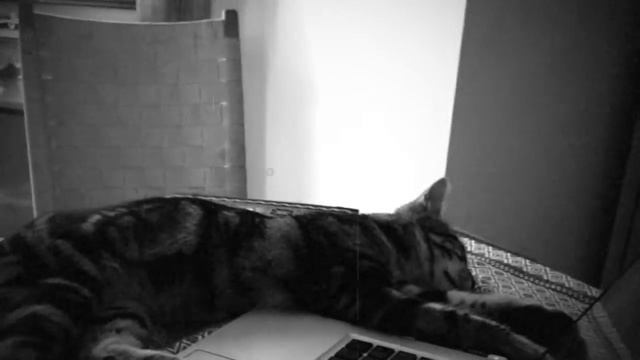 Okorongo: Sokoke Cat is chiling out - "Charles Chaplin" style смотреть онлайн