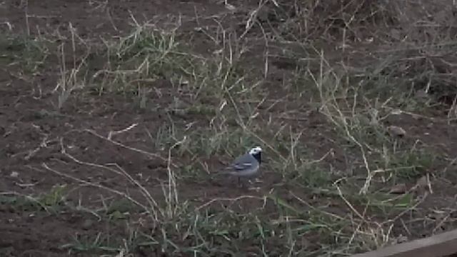 #трясогузка #пение трясогузки #благодарит #благодарность #весна #весенняя #субботник смотреть онлайн