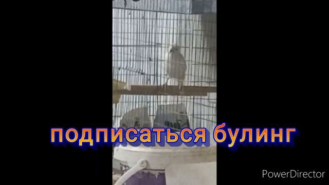 пение канарейки $ канарейкани ажойиб сайраши....