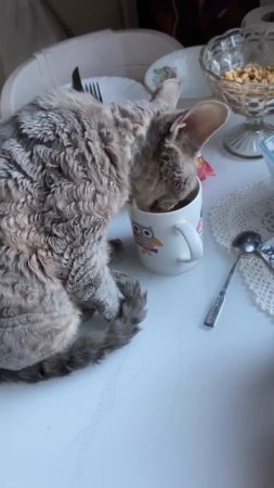 А Лиза будто и не слышит #animals #cat #devonrex #funny #cute