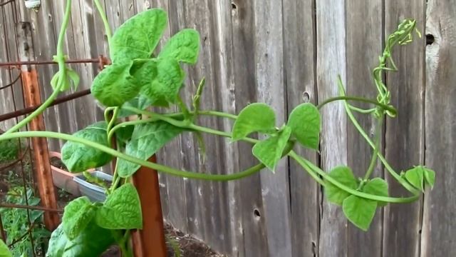 Kentucky Wonder Pole Beans Grown in a Cage. смотреть онлайн