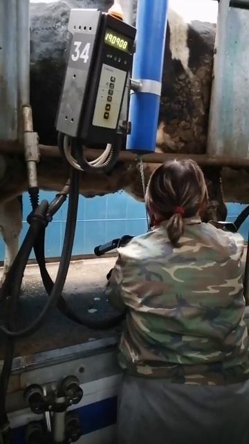 Как доят корову? Доение коров. Доильный зал. Молочные коровы.Доильный аппарат.Крупный рогатый скот. смотреть онлайн