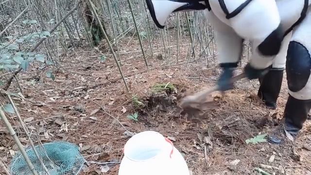 ASIAN GIANT HORNET REMOVAL,VESPA MANDARINIA,MURDER HORNET NEST,BLACK WASP,GROUND YELLOW JACKETS смотреть онлайн