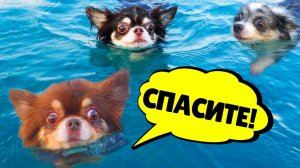 ПОБЕГ ОТ НЯНИ! ОДНИ ДОМА И НА МОРЕ! 🐾🌊 ВОЛШЕБНЫЕ ПИТОМЦЫ ПРОТИВ НОВОЙ НЯНИ!