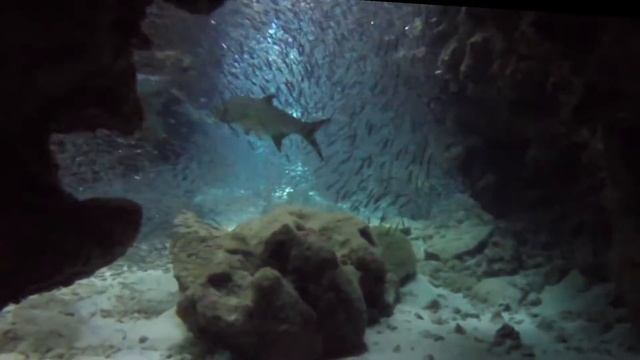 Silverside diving at Eden Rock, Grand Cayman 2017 смотреть онлайн