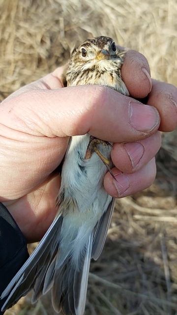 Один из сегодняшних жаворонков. Завтра будет большое видео о ловле. смотреть онлайн