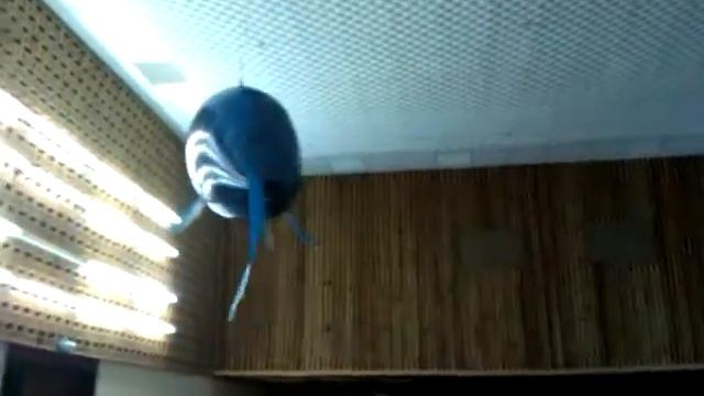 Летающая акула | Flying shark смотреть онлайн