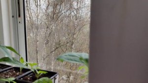 обзор рассады на 14 апреля. Баклажан Лейре, помидоры агрофирмы партнёр.