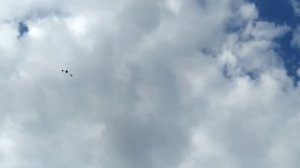 Узбекские двухчубые голуби, Русланбека. г. Шали. 27.08.2023г