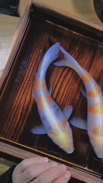 3D рисунок . объёмные карпы #art #artist #художник #рисование #portrait #sketch смотреть онлайн