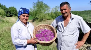 Масло из Лаванды и Узбекские Манты