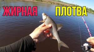 #мормышинг | ЖИРНАЯ ПЛОТВА гнет спиннинг в дугу |