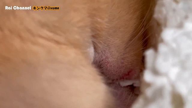 床材撤去前のハムスターの行動【掃除観察】キンクマハムスター