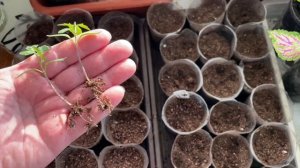 Пикирую Томатные гномы. Поливать буду препаратами Радифарм и Превикур.
Тестирую препарат Радифарм.