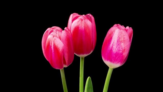 Timelapse of Red Tulips Flowers Opening смотреть онлайн