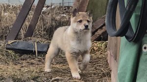 Щенки взрослеют звереют