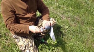 Голубиный магнит Устройство для охоты на вяхиря