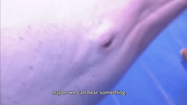 I GOT IT - Thailand - Dolphin (Season 2 I 2011) смотреть онлайн