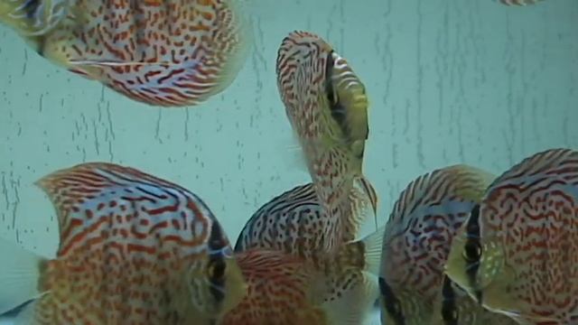Discus Leopard skin type смотреть онлайн