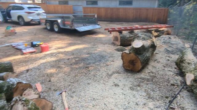 English Walnut | Грецкий Орех | Tualatin, OR | 2023-09-16 смотреть онлайн