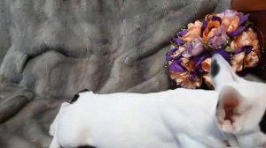 КАСПЕР ФРАНЦУЗСКИЙБУЛЬДОГ