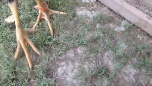 НА КУРИЦУ НАПАЛА ВЫДРА.Зобрали курицу с цыплятами