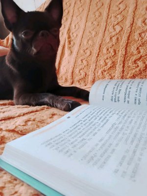 мошенничество