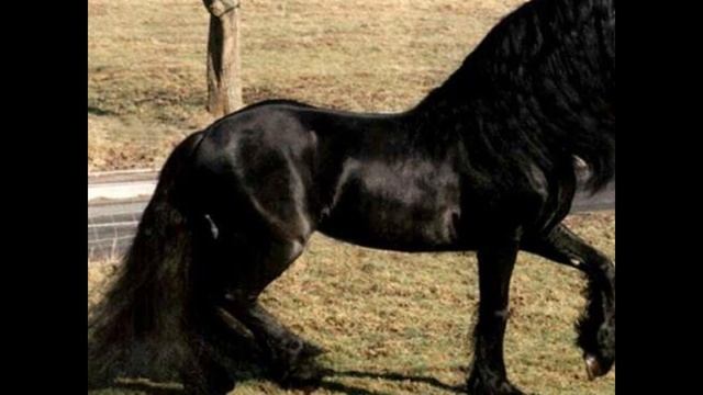 Лошади смотреть онлайн