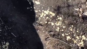 Посадка лука и кукурузы