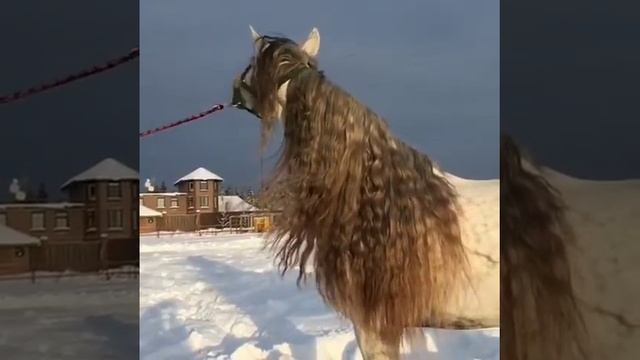 Лошади самыи красивые в мыре смотреть онлайн