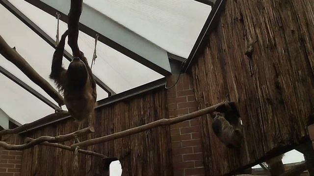 Дортмунд Германия Зоопарк Ленивцы. Сашуня в восторге. Dortmund Germany Zoo. смотреть онлайн