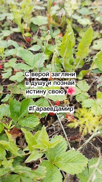 Вера душа #вера #душа #любовь #жизнь #ГараевДамир #faith #soul #love #life #GaraevDamir #shotrs
