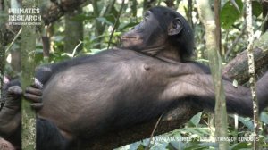 My favorite wild bonobo, Debby!【Observations of Bonobos #22】