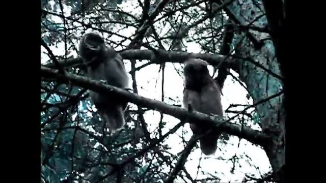 Танцующие совы под мистера дудца смотреть онлайн