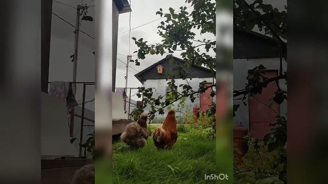 В чём отличие Китайская шёлковая SILKI / фризли /сизли?!