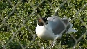 черноголовый хохотун пение