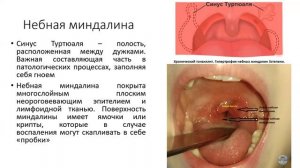 24.1 ЖКТ. Полость рта