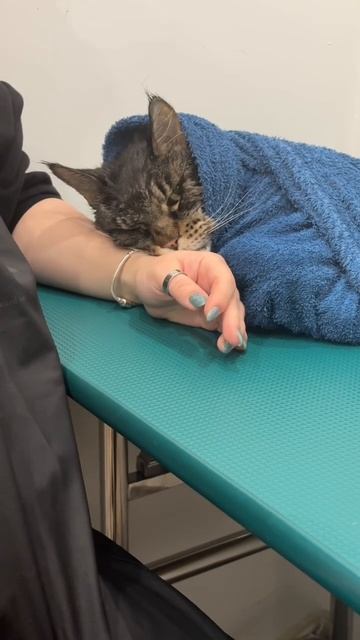 Груминг для Валеры #мейнкуны #mainecoon смотреть онлайн