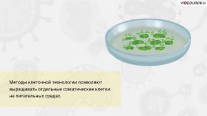 30. Селекция микроорганизмов. Биотехнология