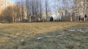 Уиппет Эвр - ловля бросков в разметке