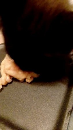 Котёнок Мишка кушает.